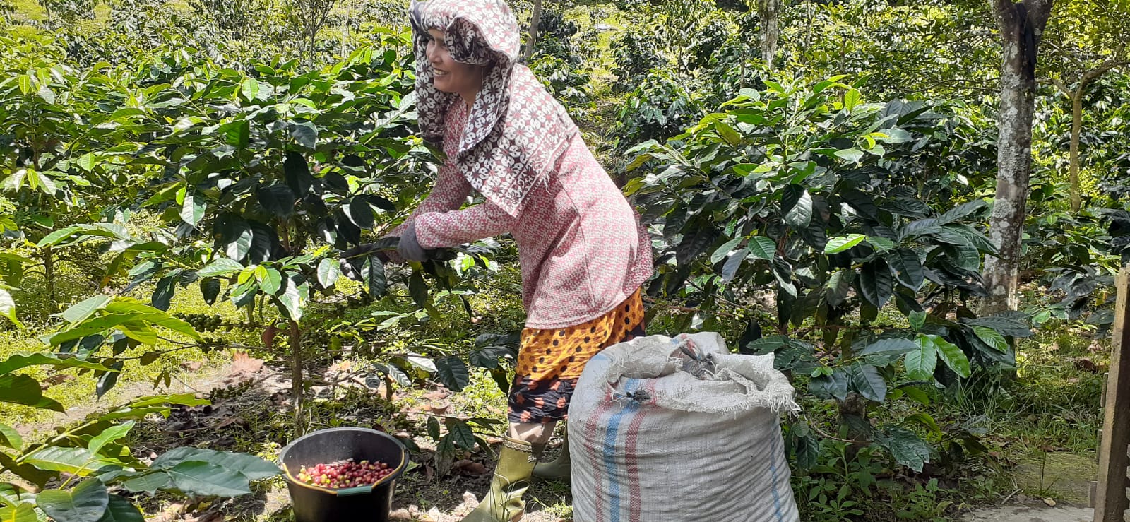 Inen Nurul sedang memetik kopi arabika Gayo di kebun miliknya di Wih Konyel Kecamtan Bukit Kabupaten Bener Meriah. (Foto: Gayopostnews.com)