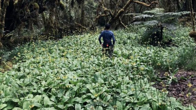 Status Bur Ni Telong Masih Waspada, Gunung Geureudong Mulai Dilirik Jadi Wisata Baru di Bener Meriah